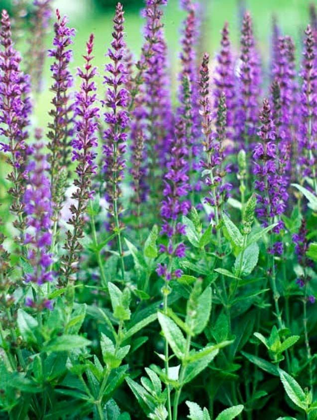 The Fair-Weather Gardener post image