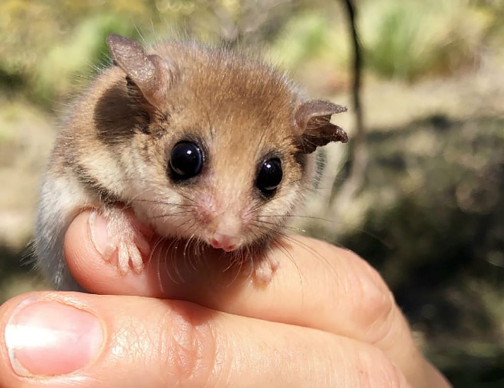 Citizen science project to discover more about local pygmy possums post image