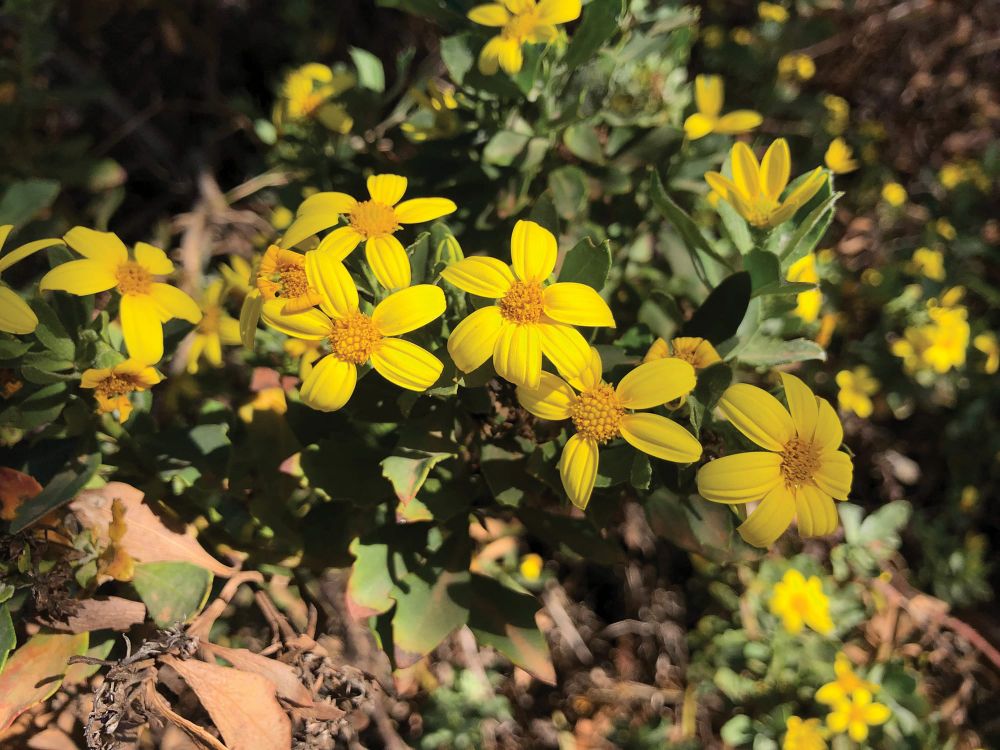Weed warning for Riverland post image