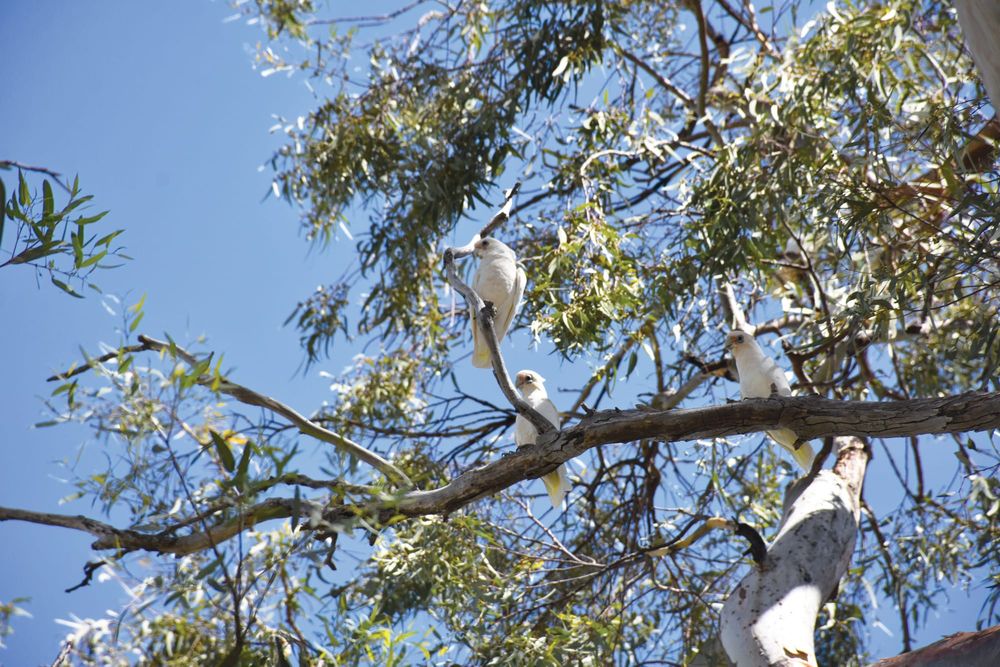 Council begins corella control post image