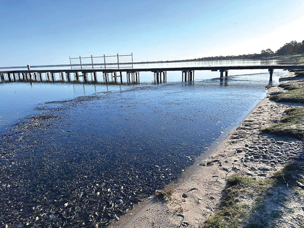 ‘Let’s scoop them out’ says Tim post image