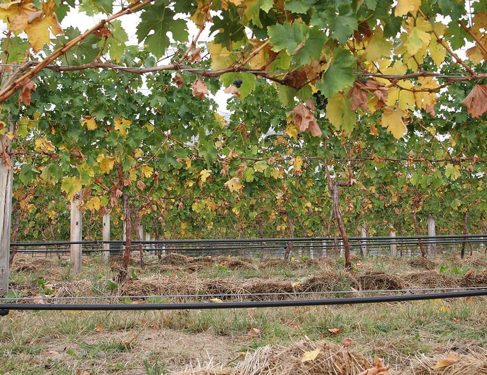 Five-year low for Riverland water delivery post image