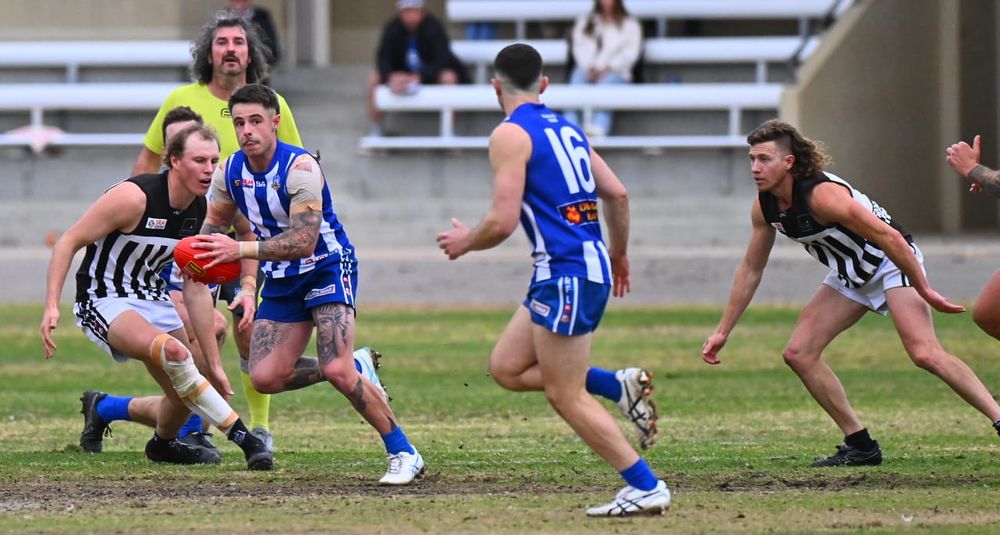 Magpie wings clipped in Renmark rout post image