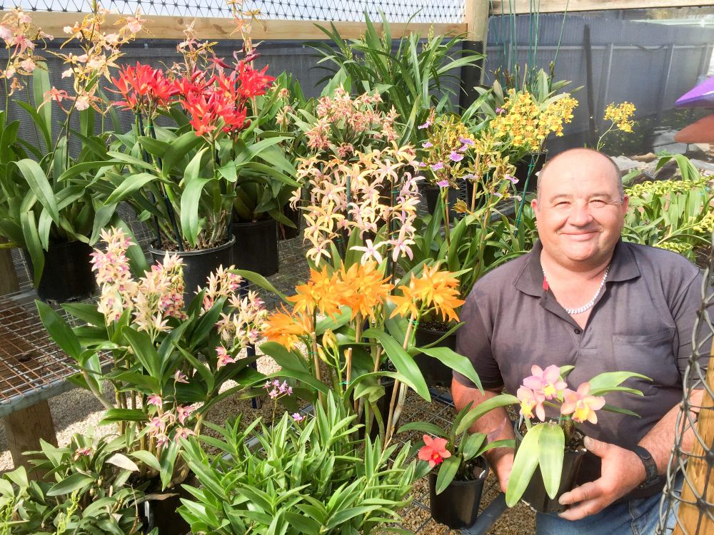 Orchid show returns this weekend post image