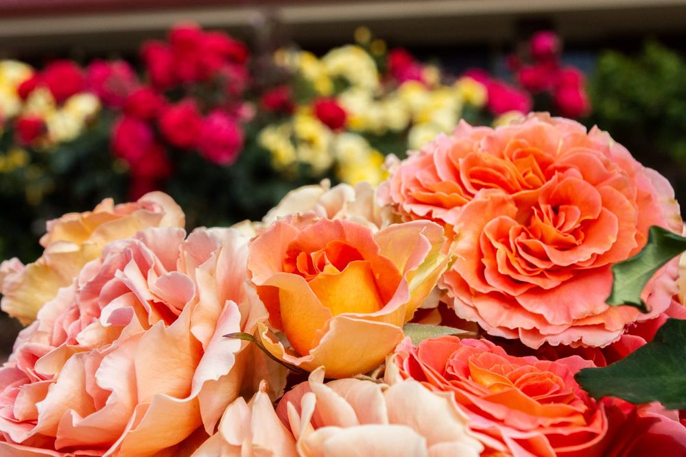 Riverland in full bloom for rose festival post image