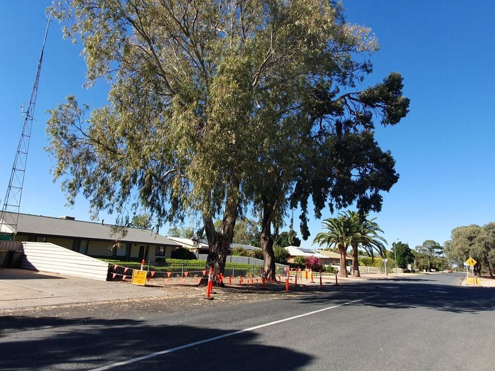 Council trades two trees for 20 post image