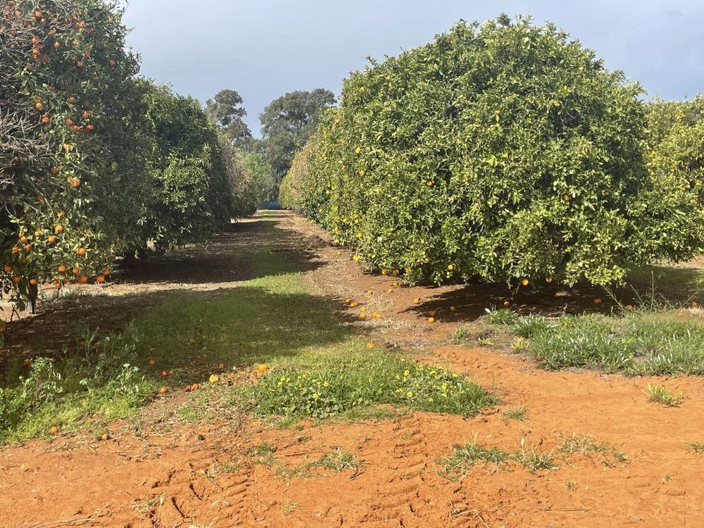 PIRSA still picking up its own fruit post image