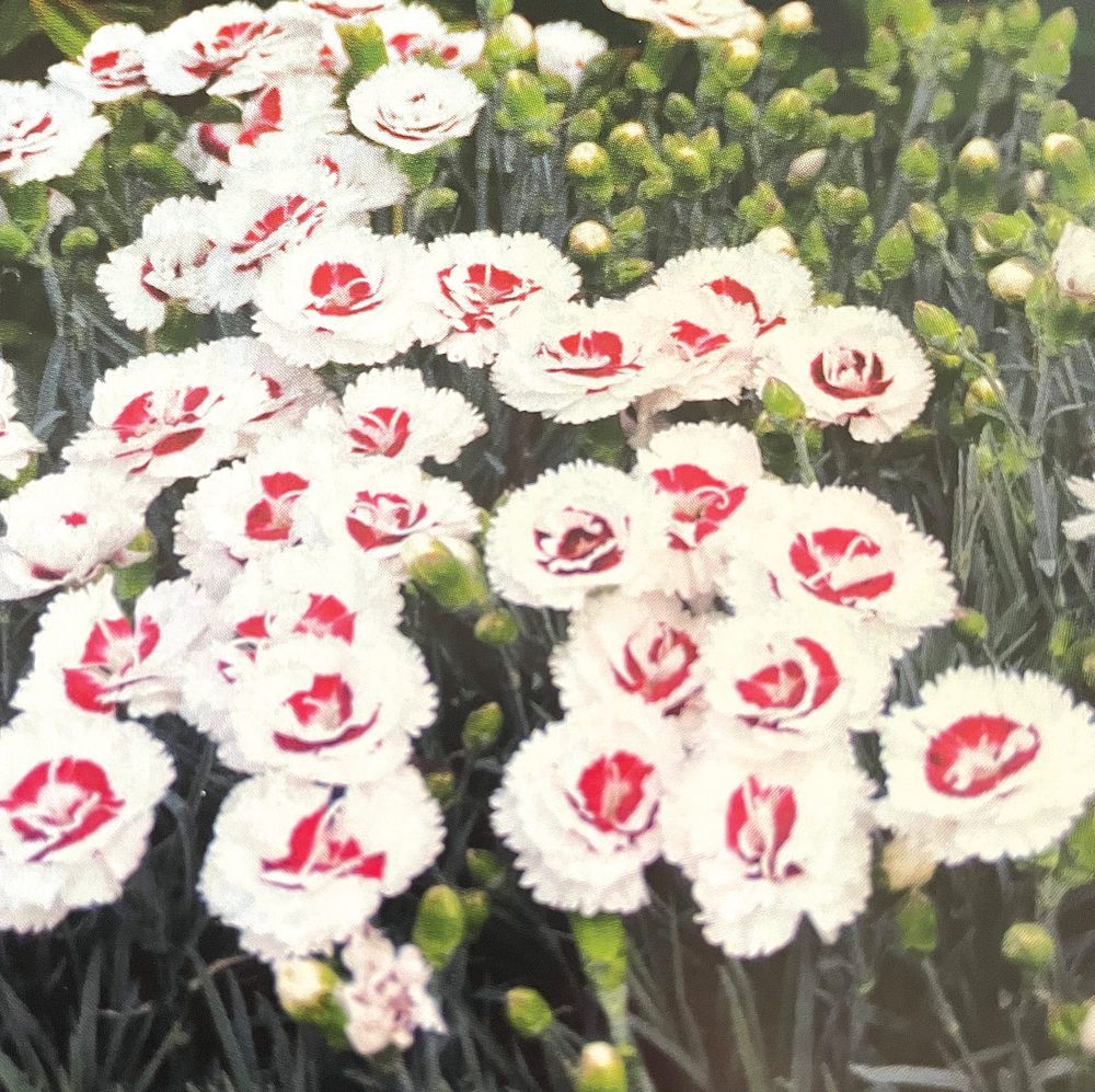 The Fair-Weather Gardener post image