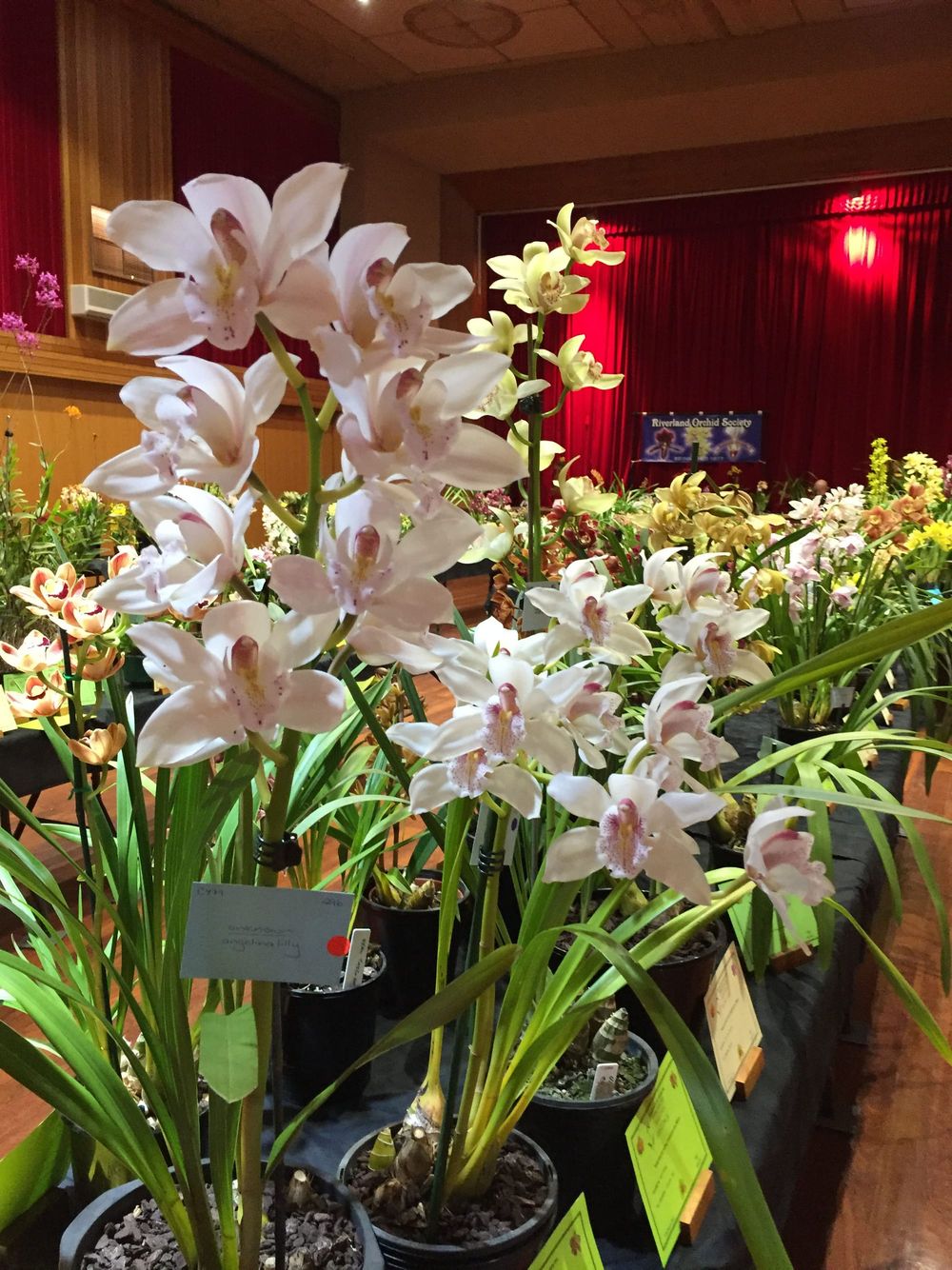 Annual Orchid Spectacular set for Berri this weekend post image