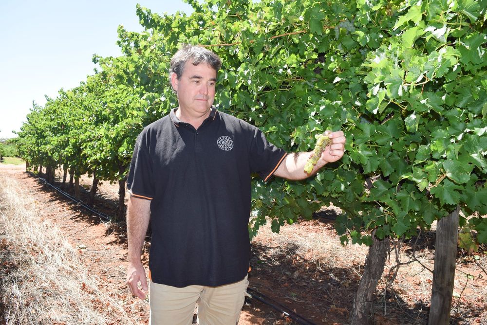 Riverland West growers race to rescue vintage post image