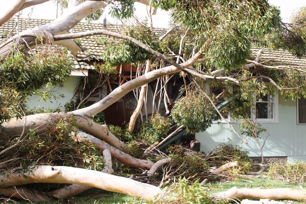 Support available after ‘savage’ storm post image