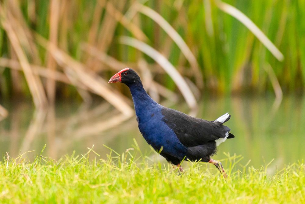 Bird’s the word this Saturday post image