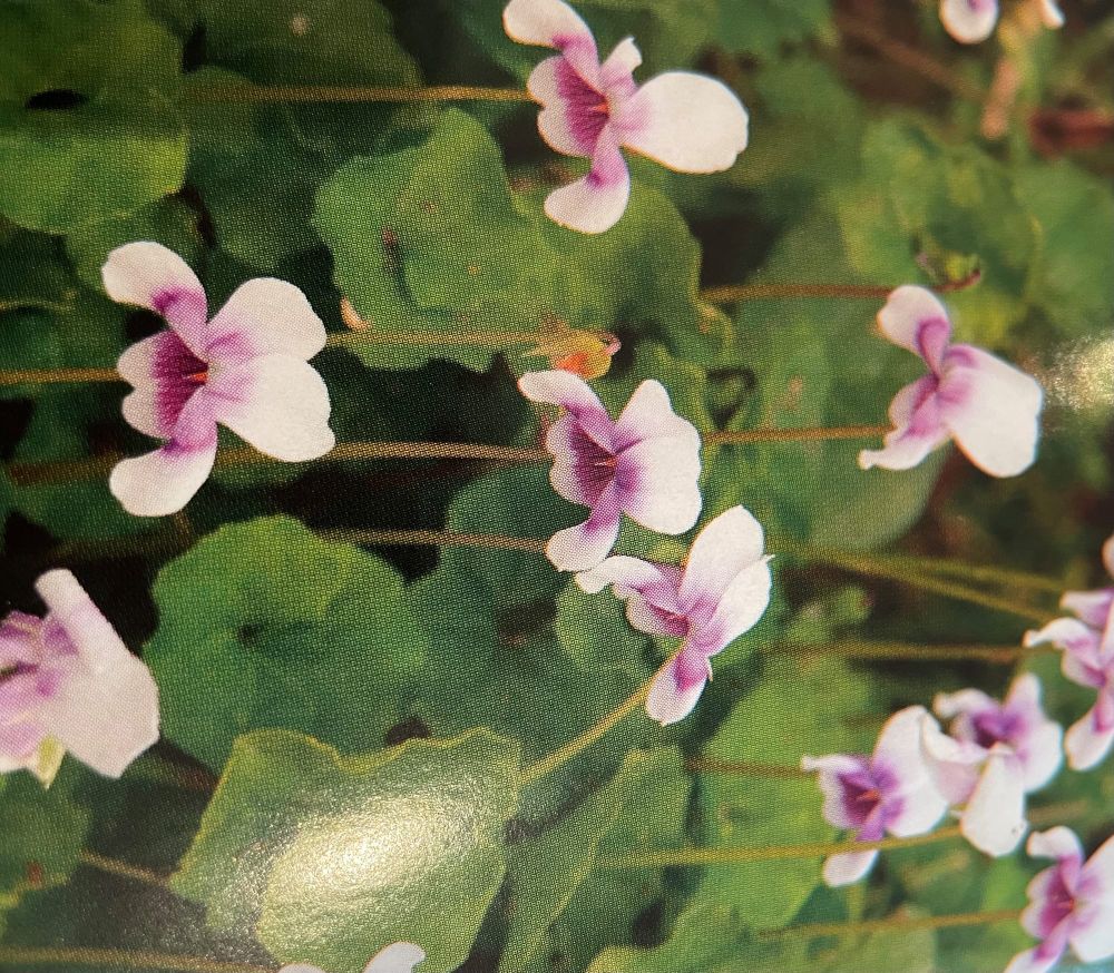 The fair-weather Gardener post image