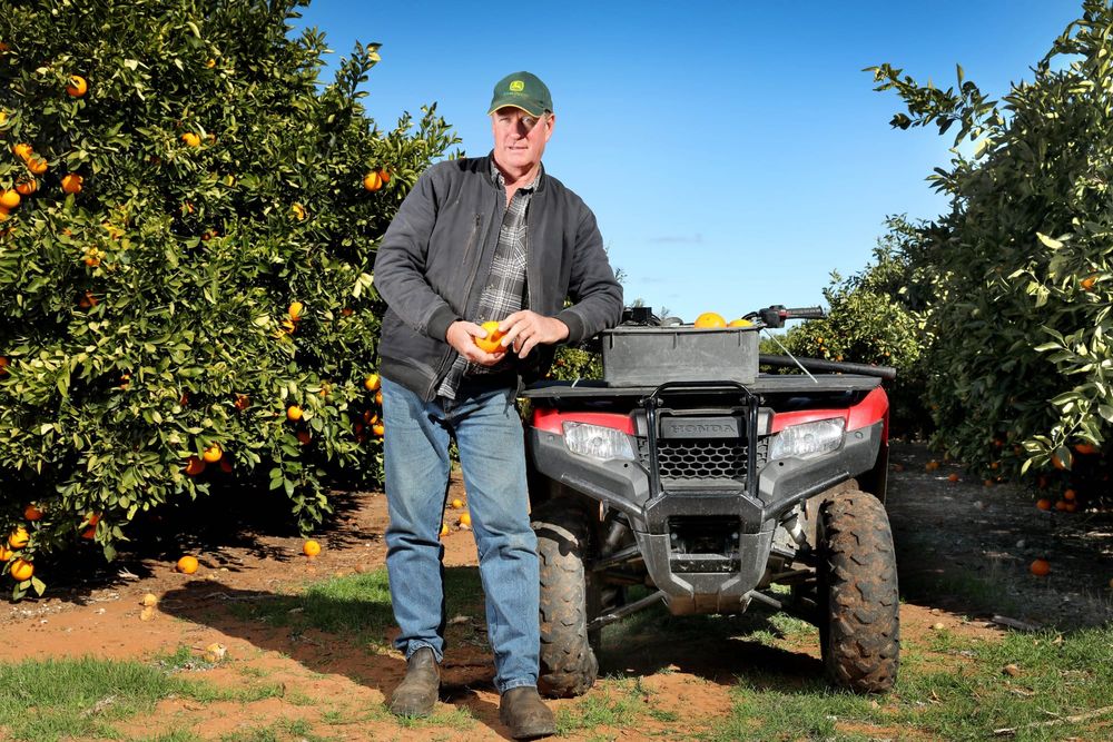 International shipping troubles to cost Riverland citrus growers dearly...ROTTEN TIMING post image