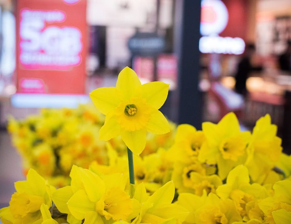 Riverlanders show flower power on Daffodil Day post image