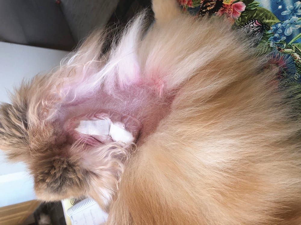 Our ‘Tory’s home now’ post image