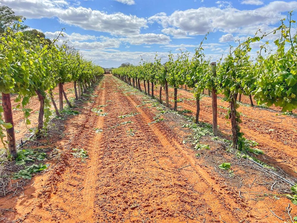 Riverland wine, spririts in Fringe showcase post image