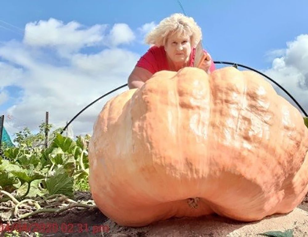 Pumpkin competition to run virtually post image