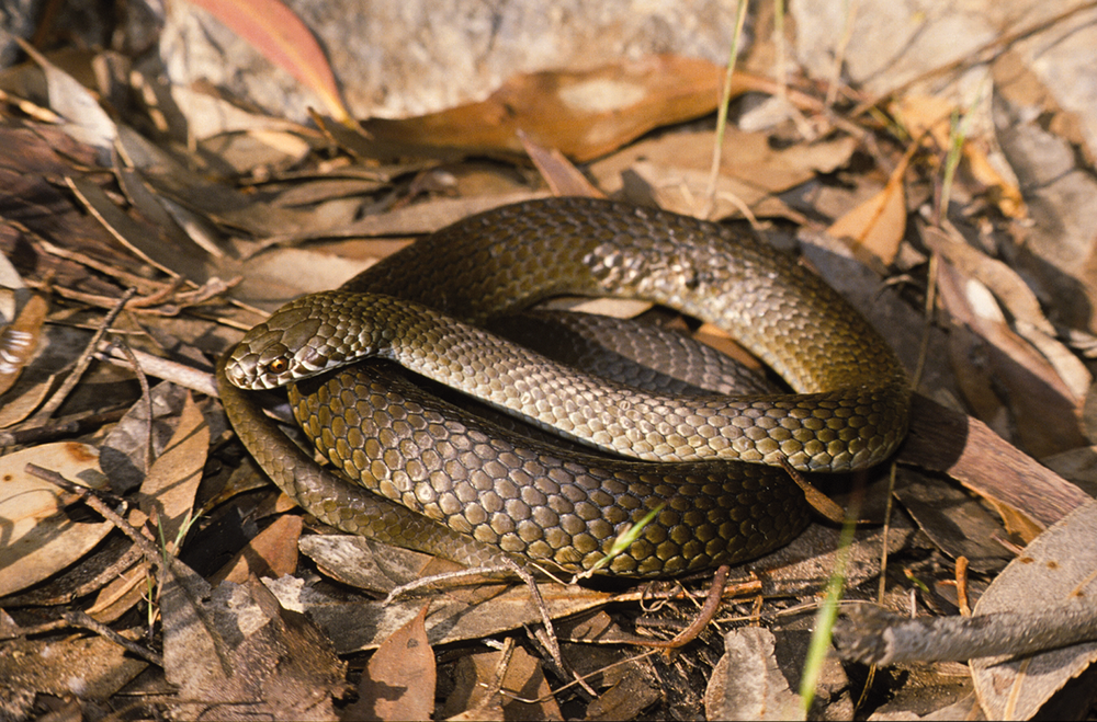 Sssup? Snakes on the move post image