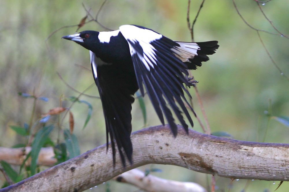 SA’s swooping season nearly over post image