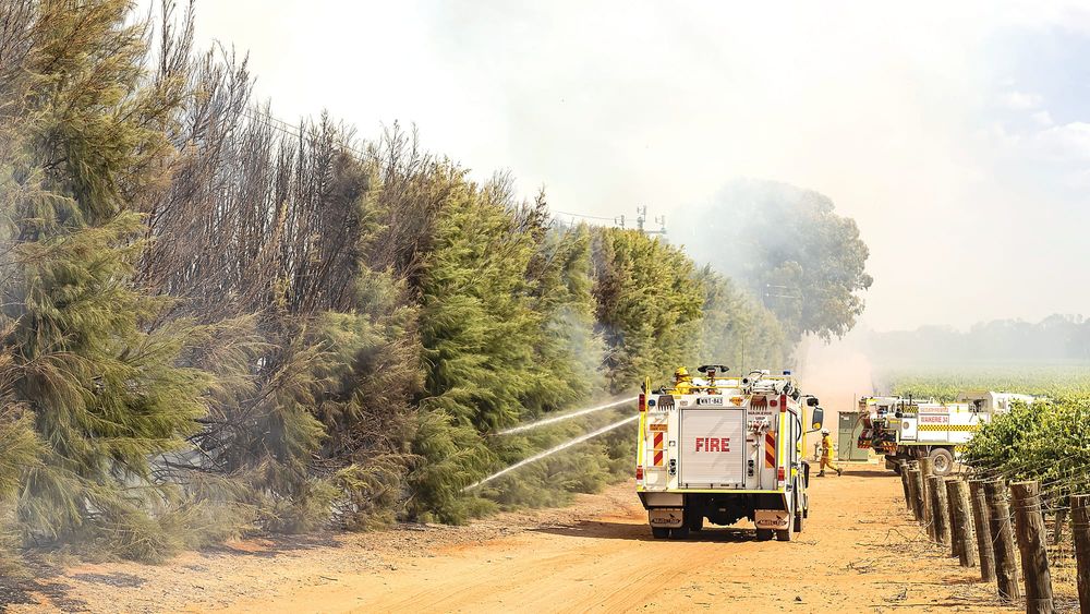 Fire damages citrus trees post image