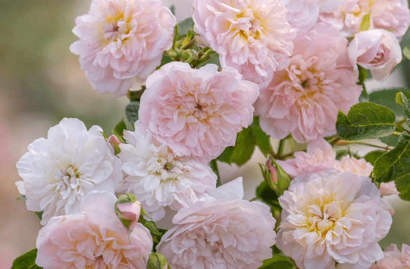 The Fair-weather Gardener post image