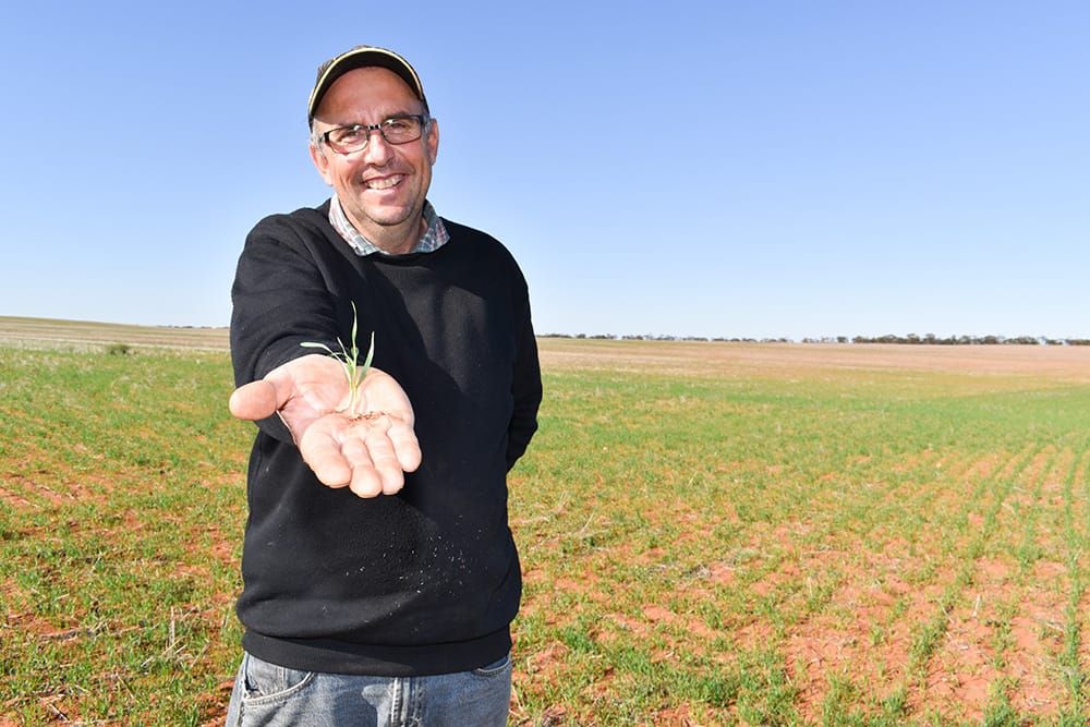 Emerging crops hanging by a thread post image