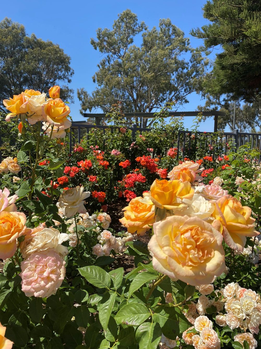 Riverland Rose & Garden Festival post image