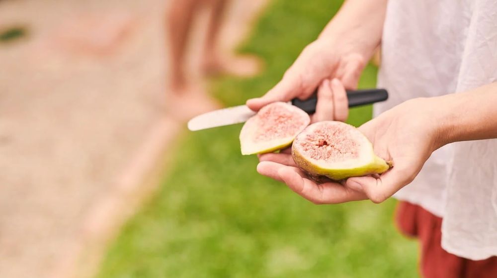 Community co-operation vital as PIRSA targets fruit fly hotspots post image