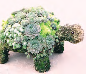 Riverland Rose & Garden Festival - Succulent Turtle Topiary post image