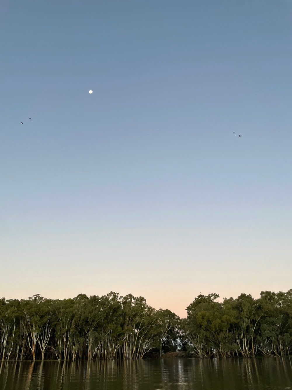 Free Guided Nature Walks - Renmark post image