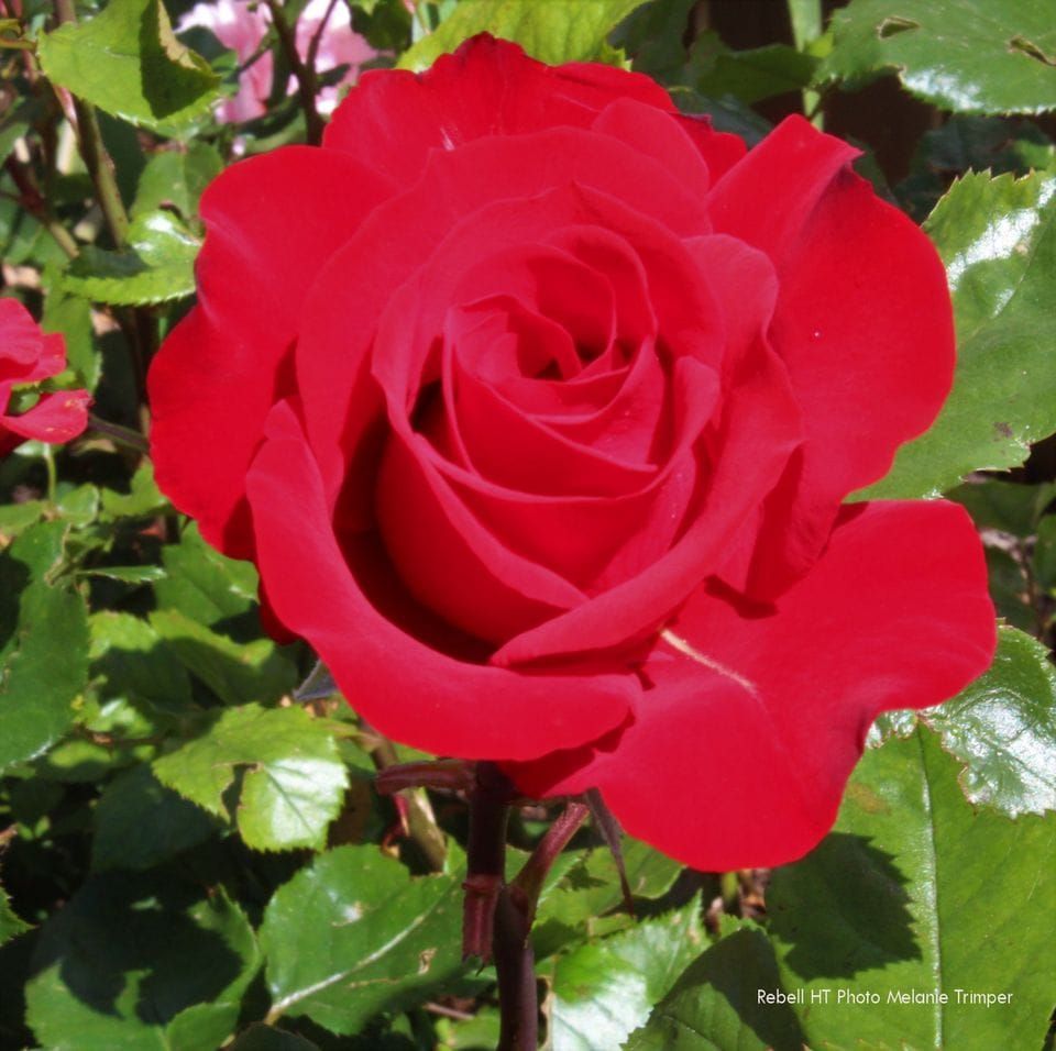 Chaffey Rose Club 25th birthday celebrations post image