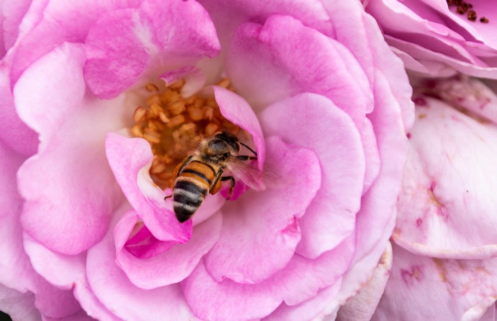 Riverland Rose and Garden Festival post image