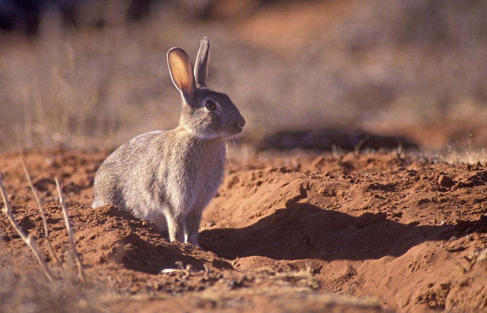 Control vital as rabbit season looms post image