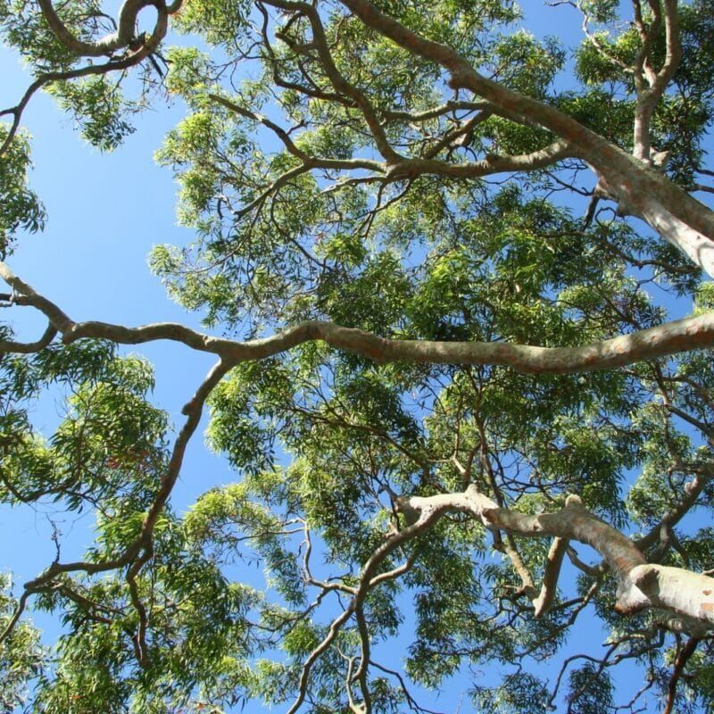 Tall Trees initiative to strengthen community mental health post image