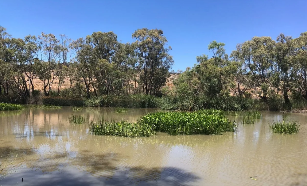 Post-flood weeds and pests ‘threat to’ Murray River recovery post image