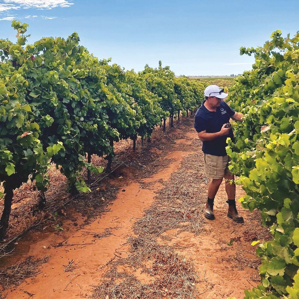 Heat and rain hampering vintage post image