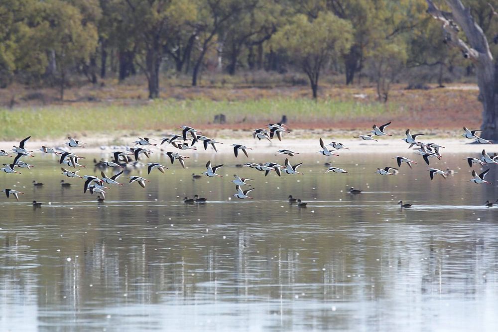 Community support needed to keep Ramco Lagoon healthy post image