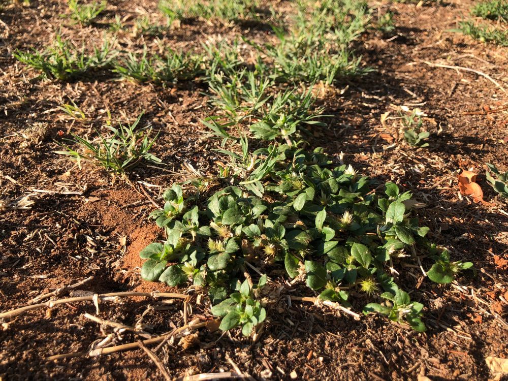 Weed warning for Easter travellers post image