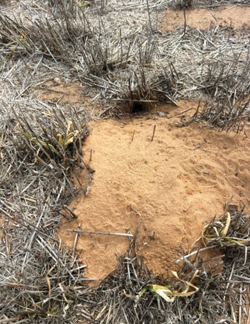Half of SA grain producers report mouse activity during seeding post image