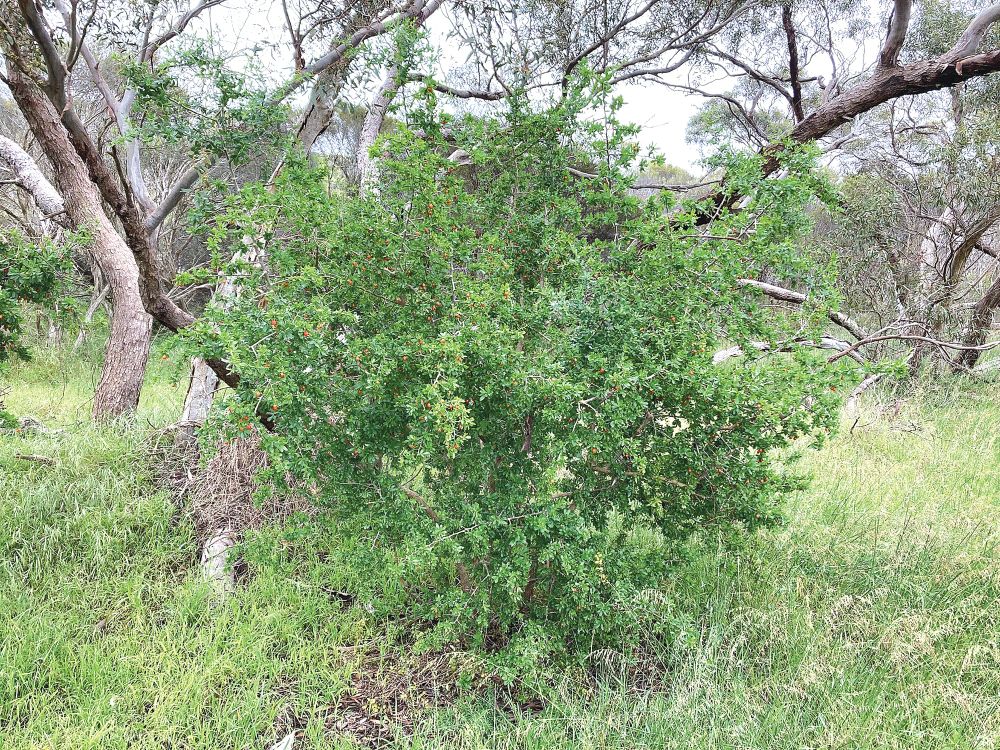 Landholders urged to tackle African boxthorn post image