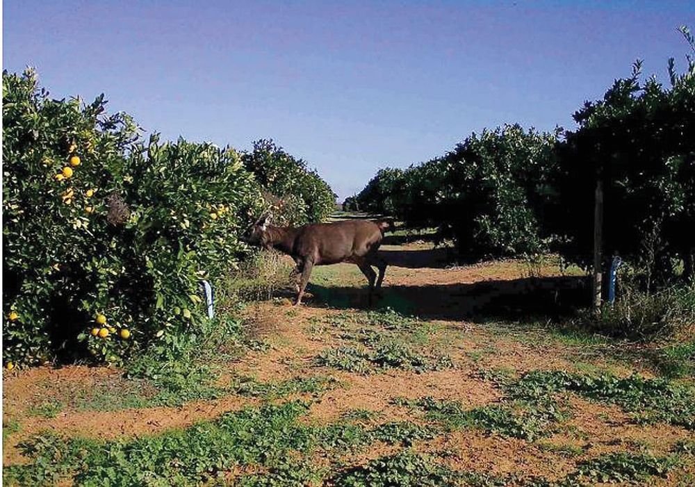 Rare sambar deer sighting in Loxton North post image