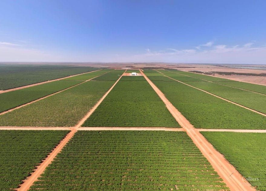 Administrators appointed as Talia Farms sale resumes post image