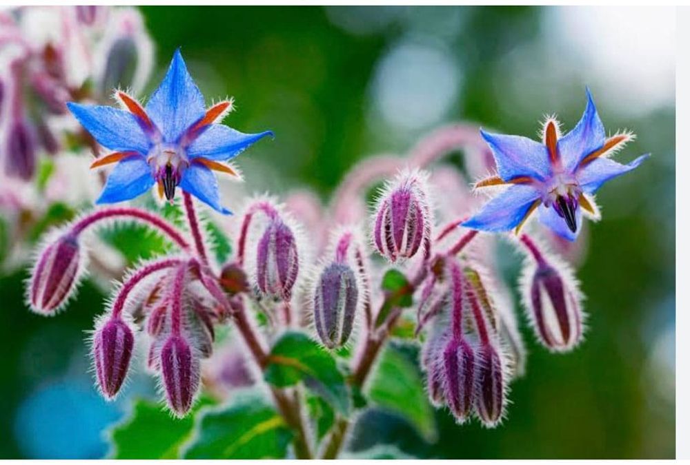 The Fair-wheater Gardener post image