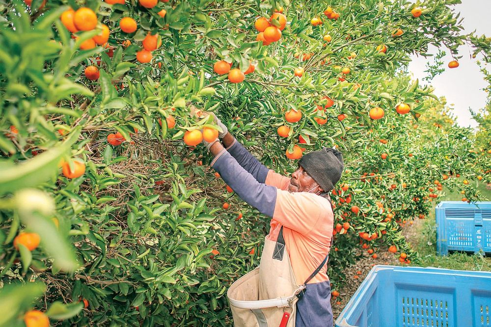WHM visa pathway offering growers a harvest lifeline post image