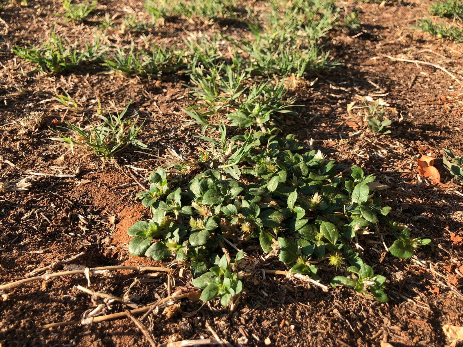 Weed warning for Easter travellers post image