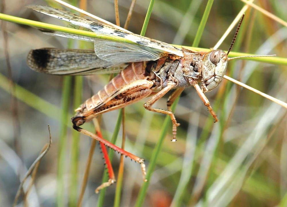 Locking horns on Riverland, Mallee locust response post image