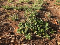 Weed warning for Easter travellers post image