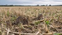 GPSA warning towards mice activity during seeding program post image