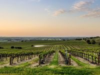 Loxton and Renmark host grower sustainability training sessions post image